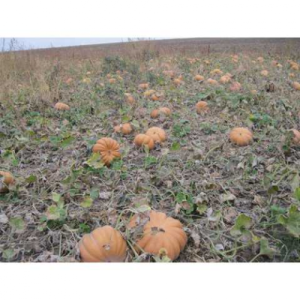 Вест семян тыквы (Lark Seeds)