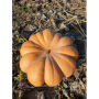 Вест семян тыквы (Lark Seeds)