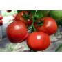 Айвенго F1 (Иванное) семена помидора индетерминантного (Rijk Zwaan)