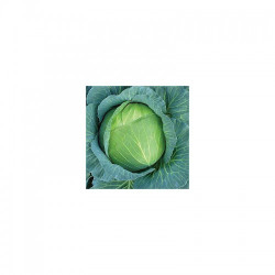 Кам'яна Голова насіння капусти білоголової (Hortus)