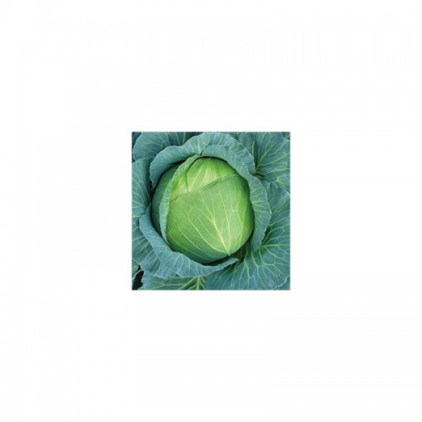 Кам'яна Голова насіння капусти білоголової (Hortus)