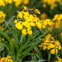Канаркові жовті (Canaries yellow) насіння ерізімума (Syngenta)