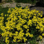 Канаркові жовті (Canaries yellow) насіння ерізімума (Syngenta)
