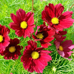 Касанова червона (red) насіння космеї (Floragran)
