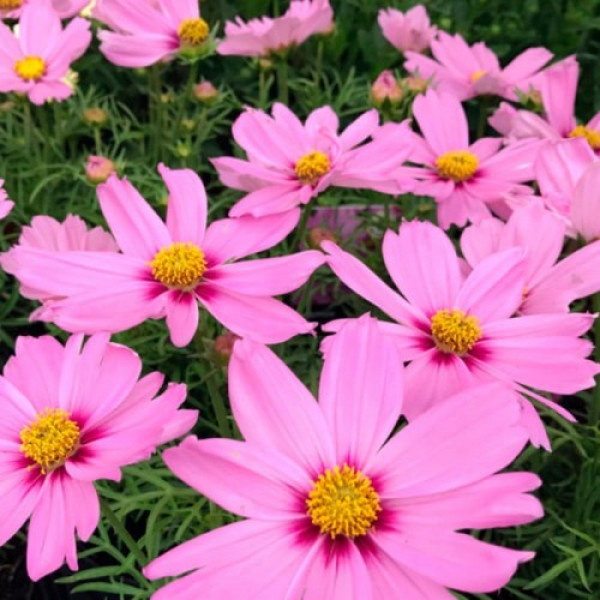 Касанова рожева (pink) насіння космеї (Floragran)
