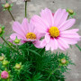 Касанова рожева (pink) насіння космеї (Floragran)