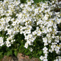 Кавказький білий (white) насіння арабіса (Hem Zaden)