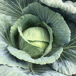 Кентукки F1 семена капусты белокочанной (Lark Seeds)