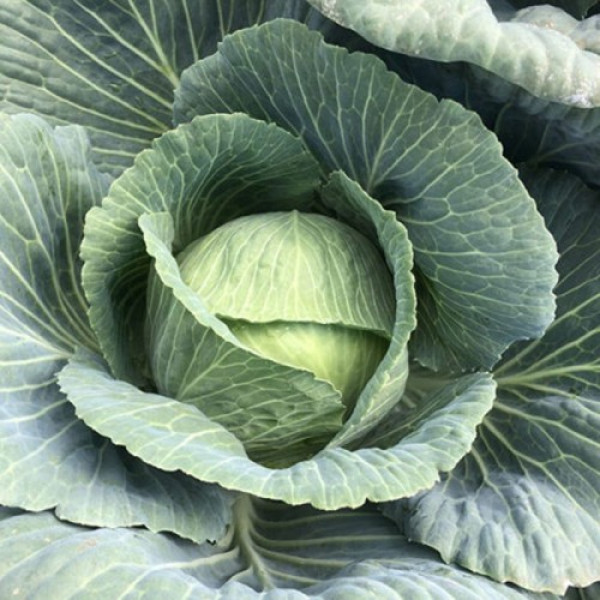 Кентукки F1 семена капусты белокочанной (Lark Seeds)