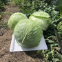 Кентукки F1 семена капусты белокочанной (Lark Seeds)