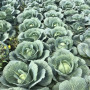Кентукки F1 семена капусты белокочанной (Lark Seeds)