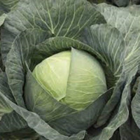 Кіластрес F1 насіння капусти б/г пізньої 120-125 дн. 4-5 кг окр. (Syngenta)