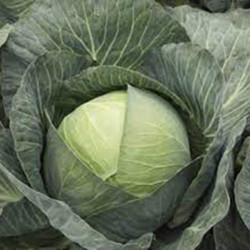Кіластрес F1 насіння капусти б/г пізньої 120-125 дн. 4-5 кг окр. (Syngenta)