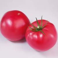 Финли F1 (КС 1205 F1) семена помидора индетерминантного (Kitano Seeds)