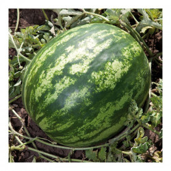 Бала F1 (КС 165 F1) семян арбуза среднего (Kitano Seeds)