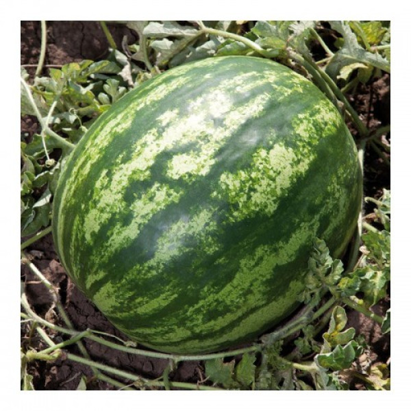 Бала F1 (КС 165 F1) семян арбуза среднего (Kitano Seeds)