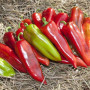 КС 2458 F1 семена перца сладкого (Kitano Seeds)