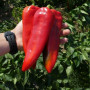 КС 2458 F1 семена перца сладкого (Kitano Seeds)