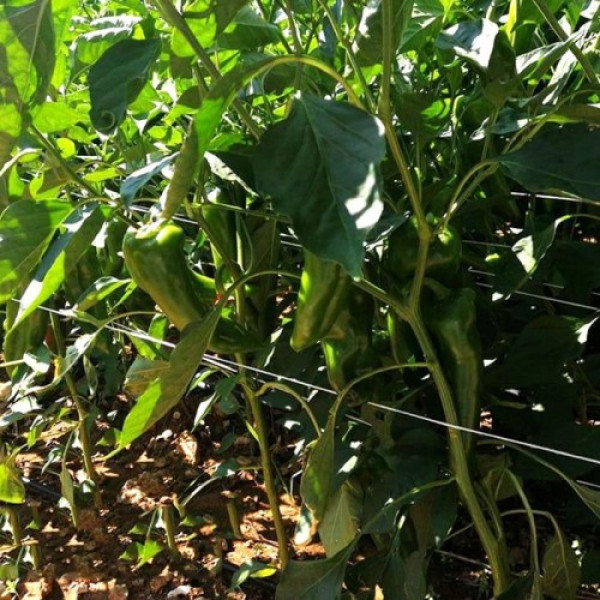 КС 2458 F1 семена перца сладкого (Kitano Seeds)