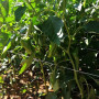 КС 2458 F1 семена перца сладкого (Kitano Seeds)