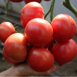 КС 311 F1 насіння помідора індетермінантного (Kitano Seeds)