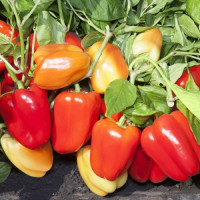 КС 3115 F1 семена перца сладкого (Kitano Seeds)