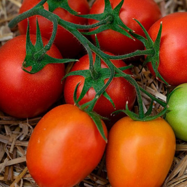 Банті F1 (КС 3819 F1) насіння помідора індетермінантного (Kitano Seeds)