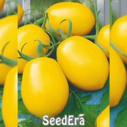 Лимон-Лиана семена помидора индетерминантного (Seedera)