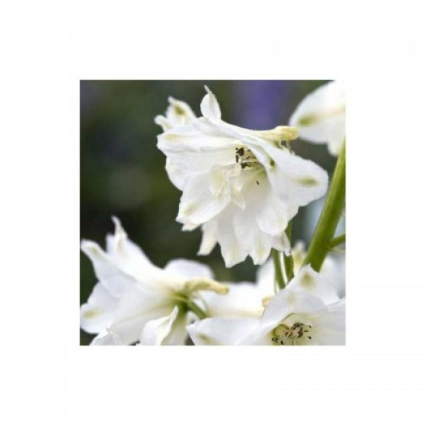 Магічний Фонтан F1 білий (white) насіння дельфініума махрового (Benary)