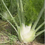 Мамонт семян фенхеля (Hortus)