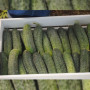 Мария F1 семена огурца партенокарпического (Sakata)