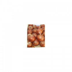 Медуза F1 насіння цибулі ріпчастої жовтої (Takii Seeds)