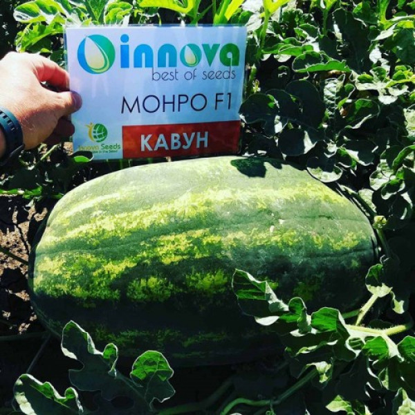 Монро F1 насіння кавуна ультрараннього (Innova Seeds)
