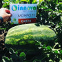 Монро F1 насіння кавуна ультрараннього (Innova Seeds)