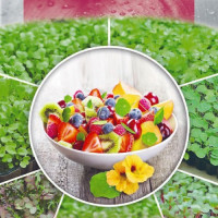 Настурція насіння мікрозелені (Seedera)