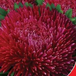 Оксамит бордовий насіння айстри (GL Seeds)