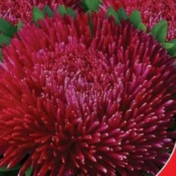 Оксамит бордовий насіння айстри (GL Seeds)