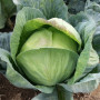 Полар (Олимп) семена капусты б/н поздней 120-125 дн. 3-4 кг окр.-пр. (Moravoseed)