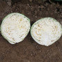 Полар (Олимп) семена капусты б/н поздней 120-125 дн. 3-4 кг окр.-пр. (Moravoseed)