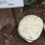 Полар (Олимп) семена капусты б/н поздней 120-125 дн. 3-4 кг окр.-пр. (Moravoseed)