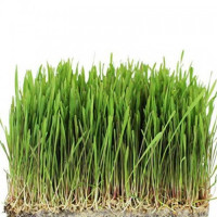 Овес насіння мікрозелені (Agrocity)