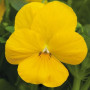 Пенні F1 жовта (yellow) насіння віоли (Syngenta)
