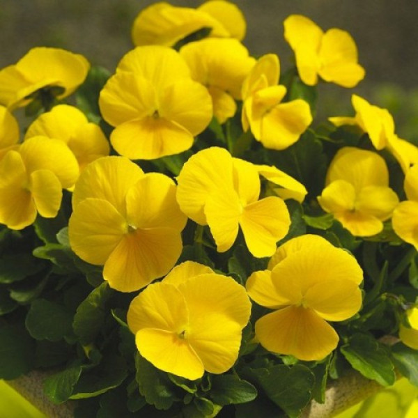 Пенні F1 жовта (yellow) насіння віоли (Syngenta)