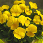 Пенні F1 жовта (yellow) насіння віоли (Syngenta)