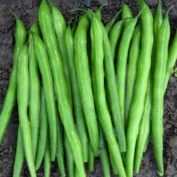 ПЛ 110 (PL 110) семена фасоли спаржевой кустовой ранней 63 дней зел. (Bakker Brothers)
