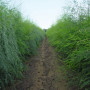 Пріус F1 (Prius F1) насіння спаржі біл. (Bejo)