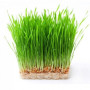 Семена пшеницы микрозеленые (Agrocity)