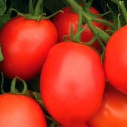 Ріо Фуєго насіння томату дет. раннього 100-105 дн. слив. 100-120 гр. (Agrocity)