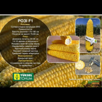 Розе F1 семена кукурузы суперсладкой Sh2 ранней 24-26 см 14-16 г. (Yuksel)
