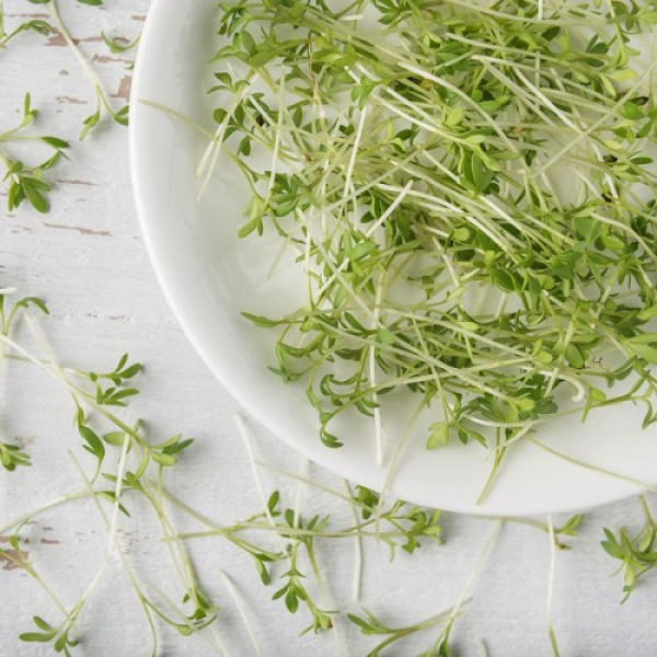 Салатний мікс (3 врожаї) набір для вирощування мікрозелені (Agrocity)